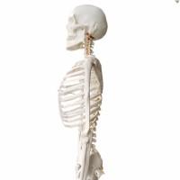 Анатомічна модель людського скелета 174 см